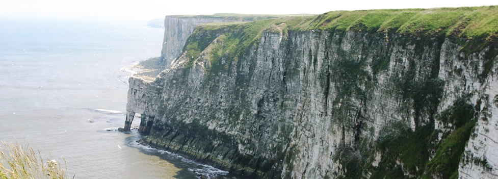 Bempton Cliffs - Flamborough/Bempton