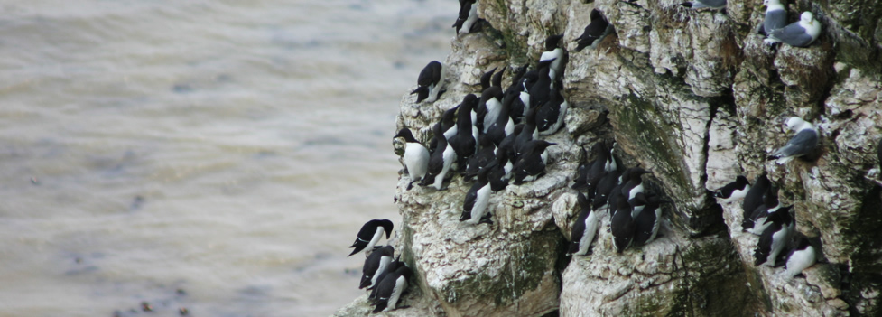  - Flamborough/Bempton